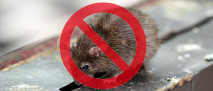 鼠類(lèi)防治 鼠類(lèi)防治