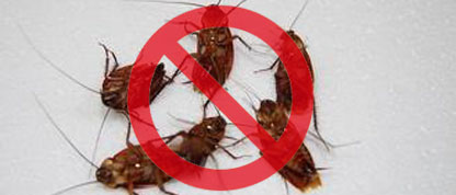 蟑螂防治 蟑螂防治