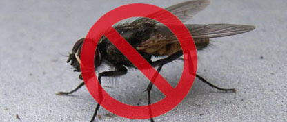 蒼蠅防治 蒼蠅防治